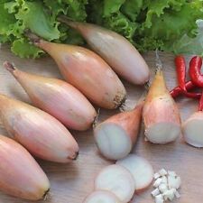Shallot zebrune onion for sale  TAYPORT