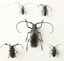 Longhorn beetle collection for sale  SLEAFORD