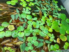 Schwimmpflanzen algen mix gebraucht kaufen  Lich