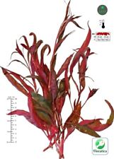 Alternanthera rosaefolia xlarg for sale  LEAMINGTON SPA