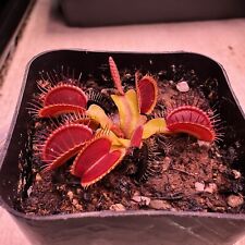 Venus flytrap either for sale  Portland