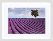 Lavender field lone for sale  EDINBURGH