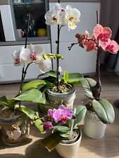 Schöne rchideen phalaenopsis gebraucht kaufen  Huchting