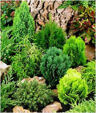 Dwarf conifer collection for sale  PRESTON