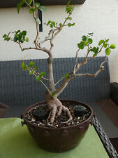 bonsai ficus gebraucht kaufen  Rheinau