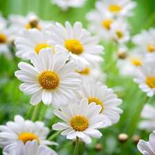 German Chamomile - Seeds - Organic - Non Gmo - Heirloom Seeds – Herb Seeds  for sale  Shipping to South Africa
