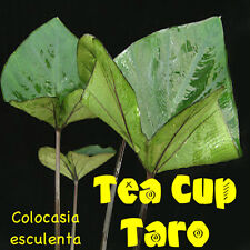 Tea cup taro for sale  Haleiwa