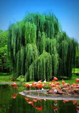 Weeping willow tree for sale  Russell