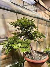 Pre bonsai quercia usato  Vaglia