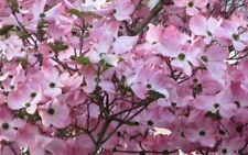 Pink Dogwood tree 8-12" tall 2.5" pot for sale  McMinnville