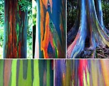 Eucalipto  arcoiris -  Eucalyptus deglupta -  100 semillas -  seeds comprar usado  Enviando para Brazil