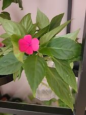 Impatiens goutte sang d'occasion  Thourotte