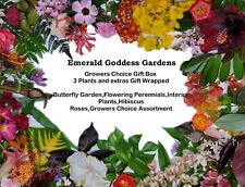 Emerald goddess gardens for sale  Wauchula
