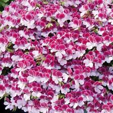Pelagonium geranium scented for sale  Shipping to Ireland