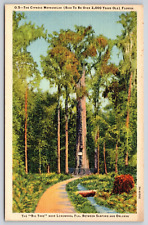 Wielkie drzewo cyprysowe Methuselah Longwood Florida FL Pocztówka, używany na sprzedaż  Wysyłka do Poland