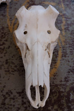 Bull elk skull for sale  Dubois