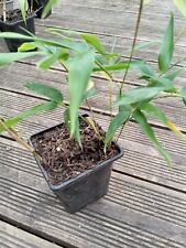 Winter hardy bamboo for sale  LONDON
