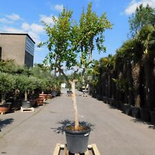 Granatapfelbaum punica granatu gebraucht kaufen  Lirich,-Alstaden