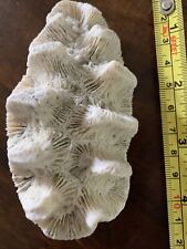 natural decor real coral for sale  Mason