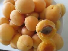 Sweet sekerpare apricot for sale  LONDON