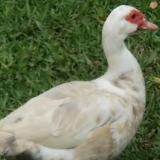 Muscovy fertile hatching for sale  Chunchula