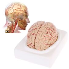 Anatomical human brain for sale  Shipping to Ireland