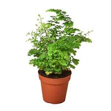 Maidenhair fern for sale  Marshall