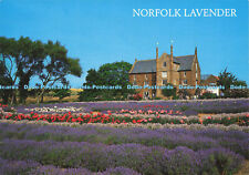 D182324 norfolk lavender. for sale  WARLINGHAM