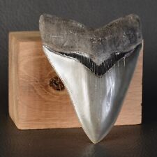 Dent fossile requin d'occasion  Cavaillon