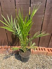 Phoenix canariensis approx for sale  FERRYHILL