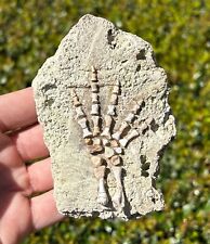 Nice fossil labidosaurus for sale  Coppell