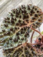 Begonia ferox fierce for sale  North Royalton