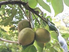 Rare walnut fruit for sale  ST. ASAPH