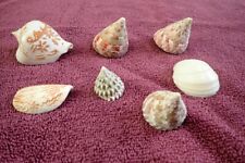 Used, Vintage Beautiful Sea Shells lot Pleurotomaria & Hand Engraved Conch Sea Décor for sale  Shipping to South Africa