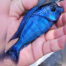 moori blue dolphin cichlid for sale  Hollywood