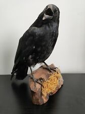 Taxidermy carrion crow for sale  BISHOP'S STORTFORD