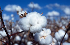 White cotton gossypium for sale  Bois D Arc