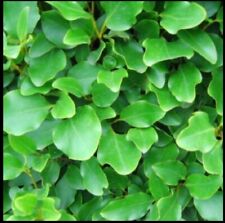 Griselinia hedging plants for sale  Ireland