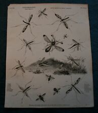 Entomology Order Diptera antique copper engraving published 1813 for sale  Shipping to South Africa