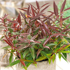 Leucothoe burning love for sale  UK