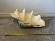 Authentic giant clam for sale  ROCHDALE