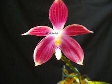 Phalaenopsis speciosa red gebraucht kaufen  Stammheim