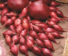 Red karmen onion for sale  HAVERFORDWEST