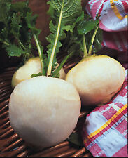 Vegetable turnip snowball for sale  SOUTHEND-ON-SEA