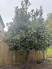 Large bay tree for sale  WIRRAL