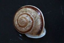Papuina megalarcon tabarensis f. mahurensis 23.3 mmF+++/GEM Fantastic landsnail, used for sale  Shipping to South Africa