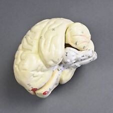 Vintage model brain for sale  Shipping to Ireland