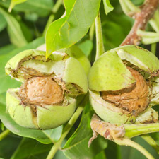 English walnut tree for sale  Saint Louis