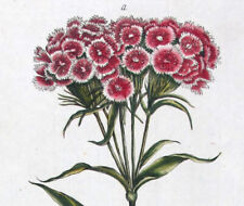 1768 philip miller usato  Urbino
