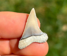 NICE! 1.04" Lee Creek Aurora Mako Shark Tooth Teeth Fossil Sharks necklace jaws, used for sale  Shipping to South Africa
